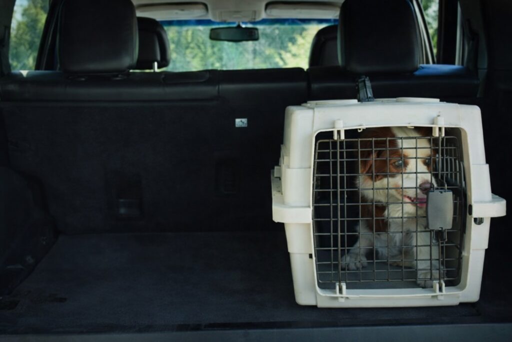 Vehicles with Kneel Capacity Madrid