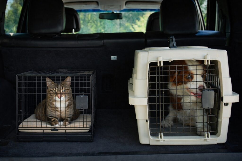 Madrid Airport Transfer Pet Friendly